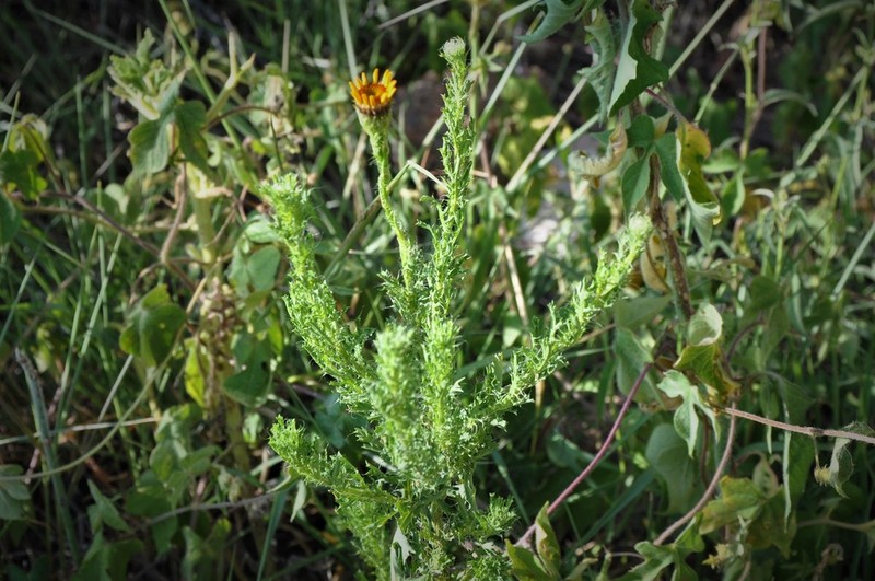 Adenophyllum cancellatum photo 7