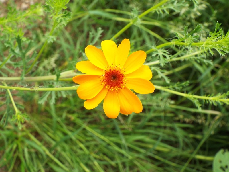 Adenophyllum cancellatum photo 8