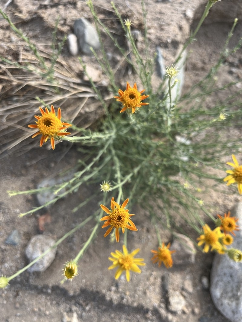 Cooper's Dogweed photo 2
