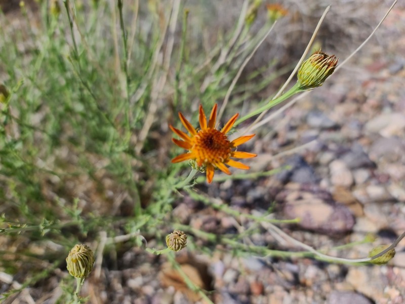 Cooper's Dogweed photo 3