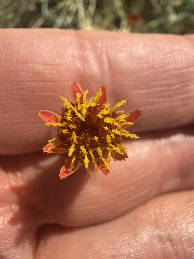 Cooper's Dogweed photo 4