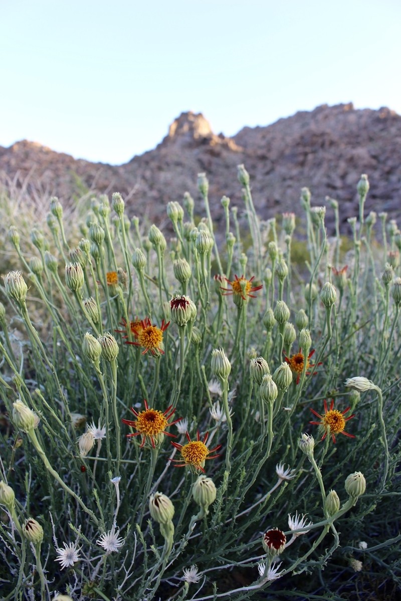 Cooper's Dogweed photo 5