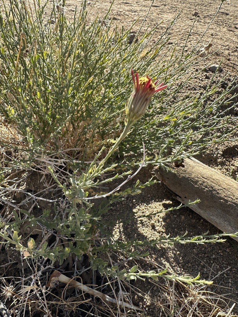 Cooper's Dogweed photo 6