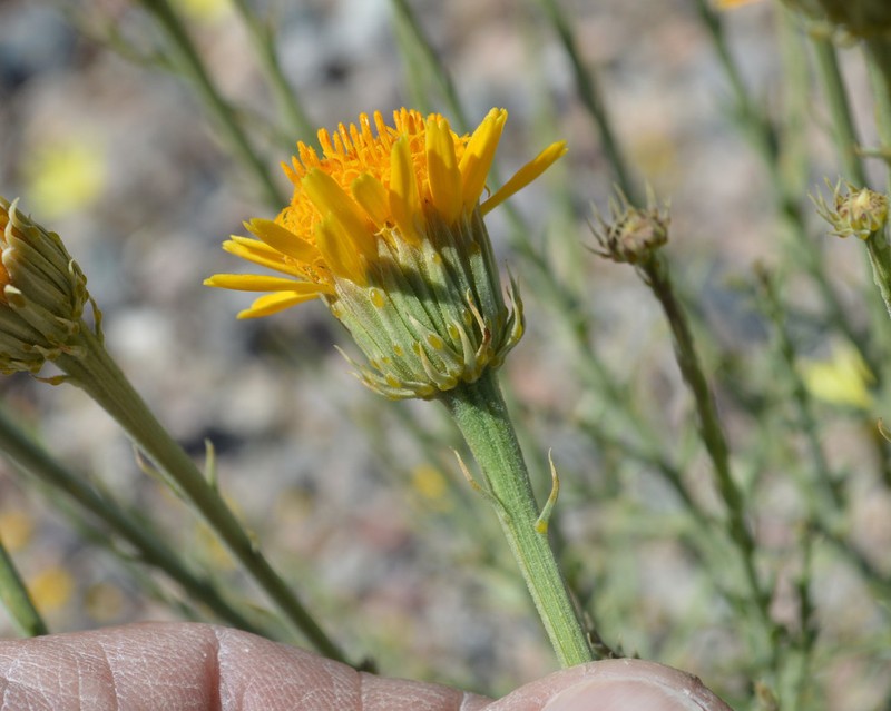 Cooper's Dogweed photo 7
