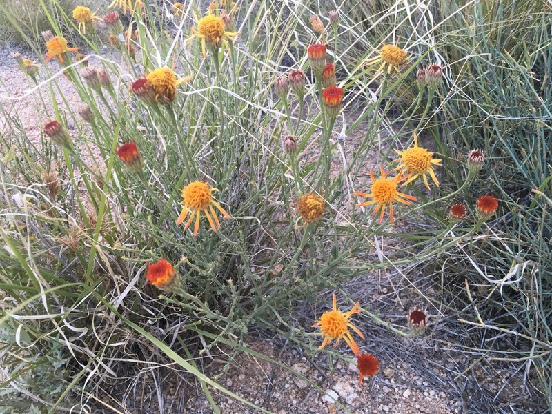 Cooper's Dogweed photo 8