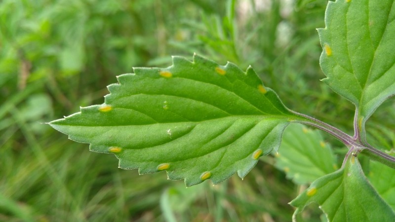 Adenophyllum glandulosum