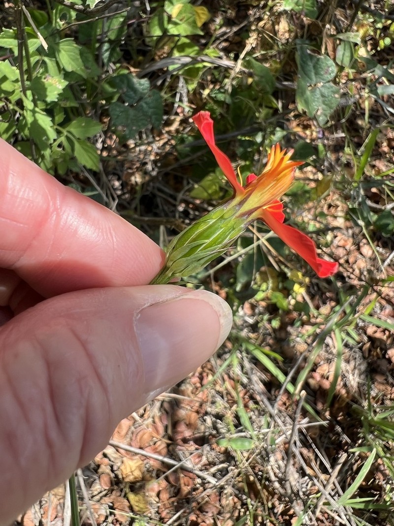 Adenophyllum glandulosum photo 2