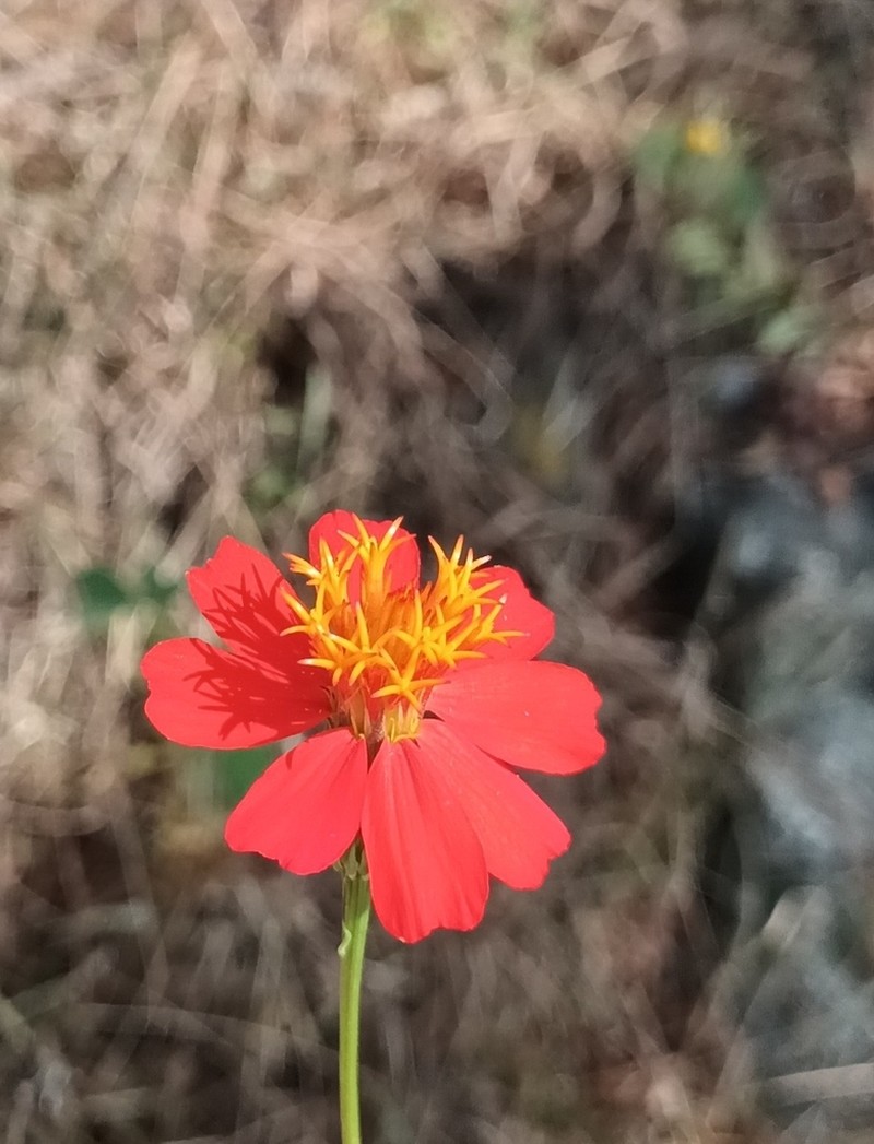 Adenophyllum glandulosum photo 3