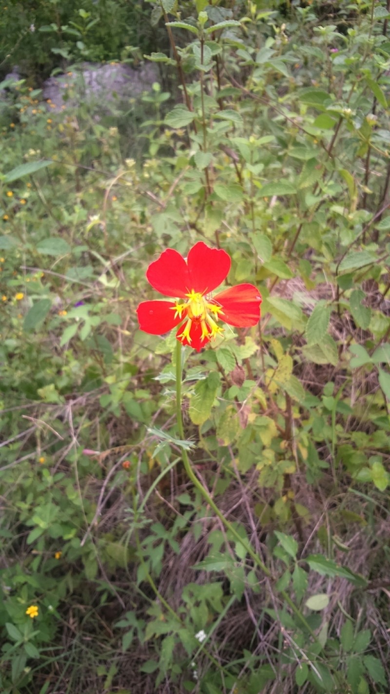Adenophyllum glandulosum photo 4