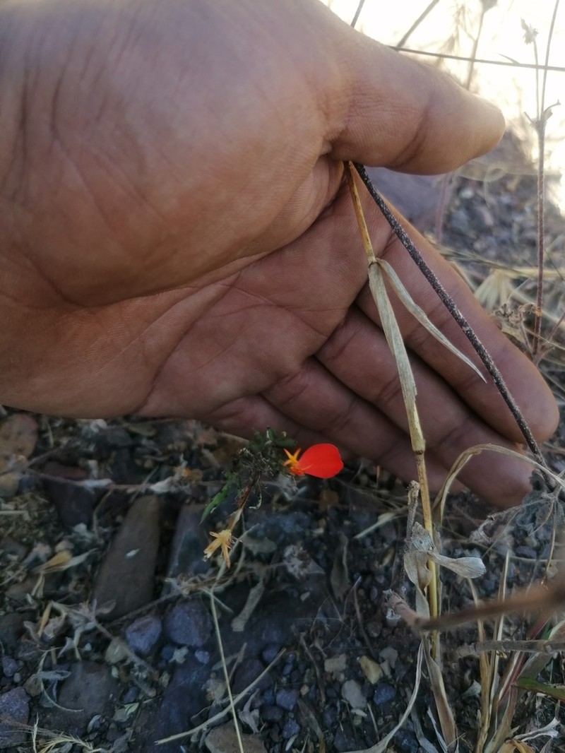 Adenophyllum glandulosum photo 5