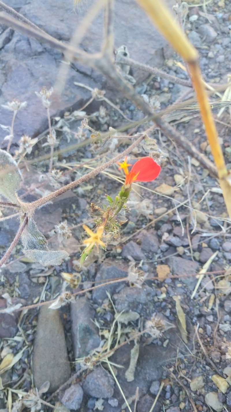 Adenophyllum glandulosum photo 6