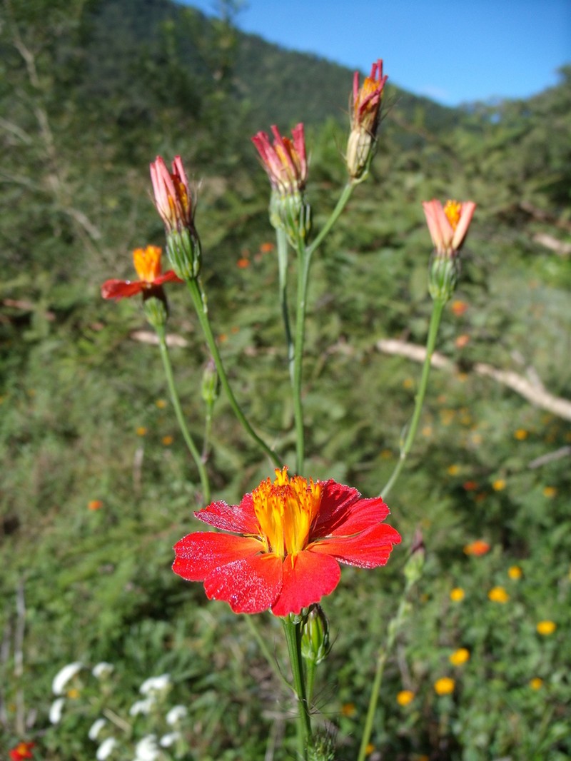 Adenophyllum glandulosum photo 8