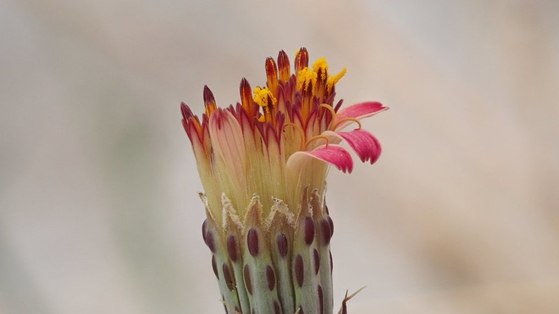 San Felipe Dogweed photo 2