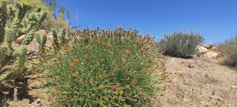 San Felipe Dogweed photo 3