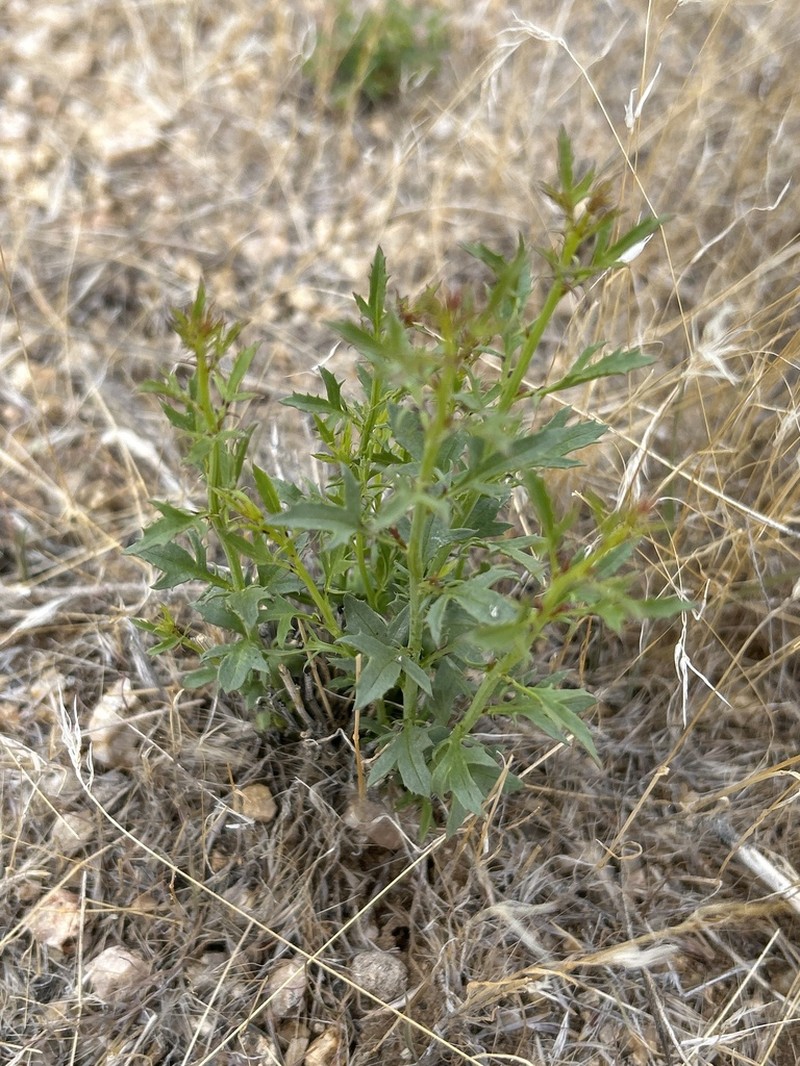 San Felipe Dogweed photo 4