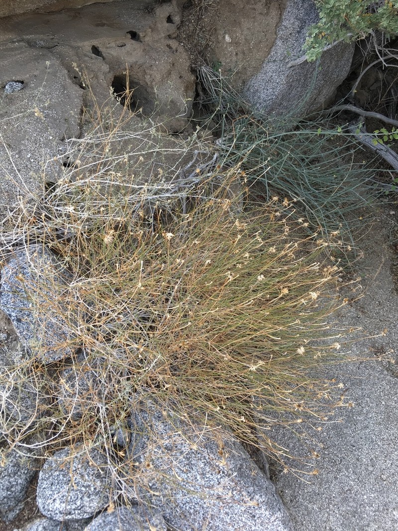 San Felipe Dogweed photo 5