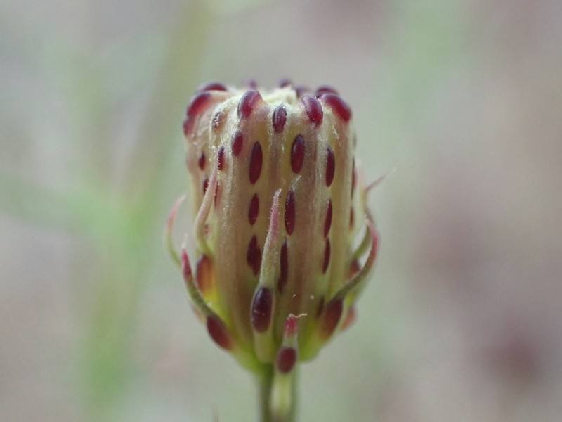 San Felipe Dogweed photo 6