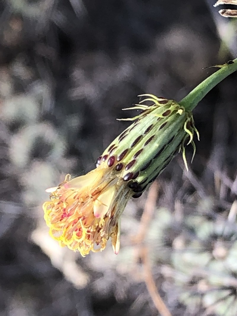 San Felipe Dogweed photo 7