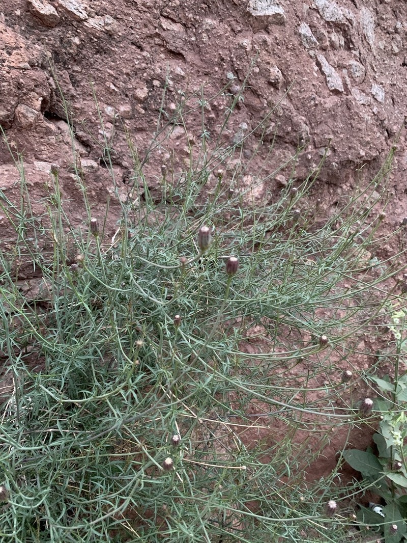San Felipe Dogweed photo 8