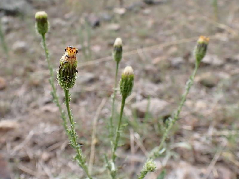 Poreleaf Dogweed