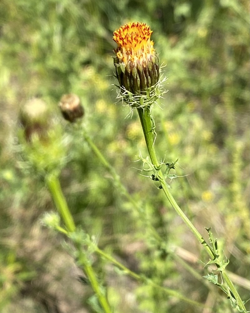 Poreleaf Dogweed photo 2