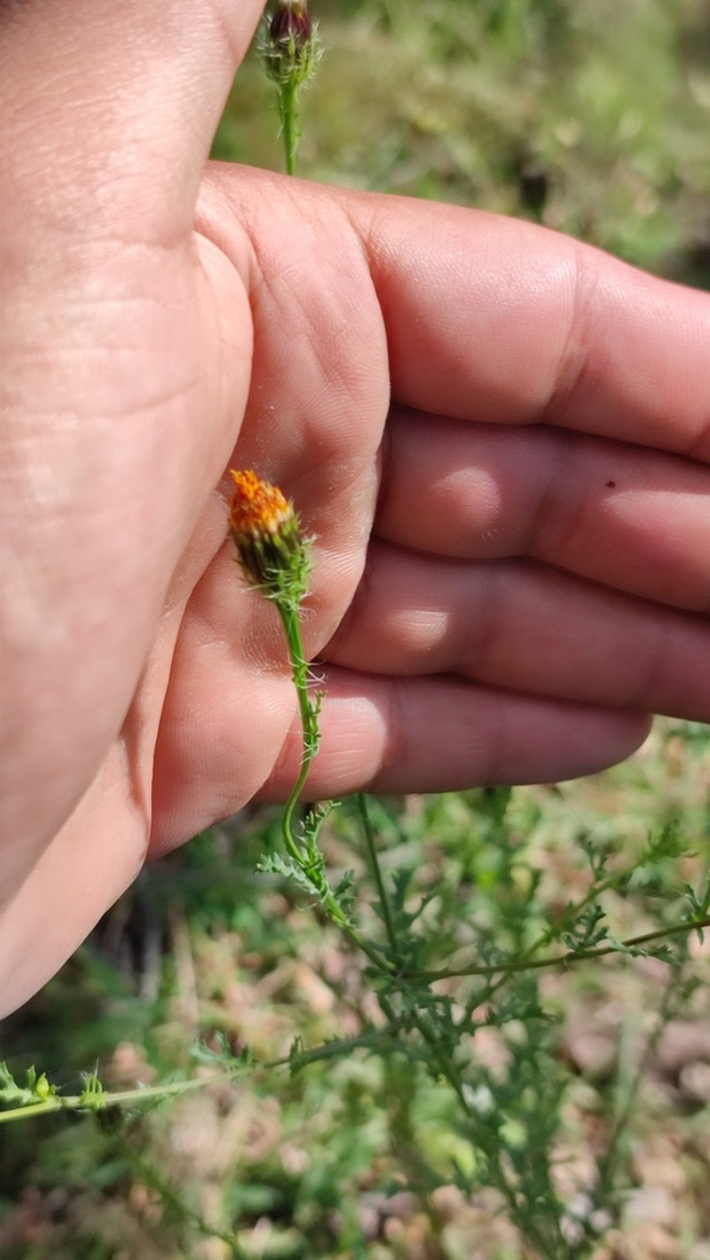 Poreleaf Dogweed photo 3