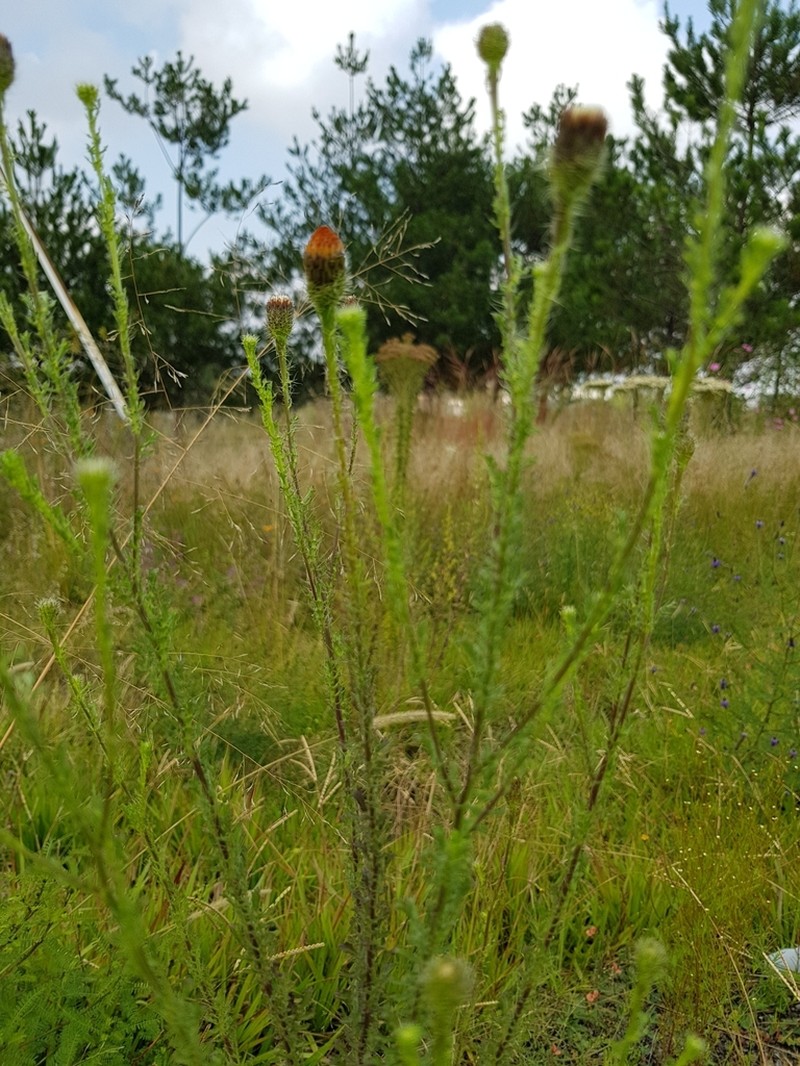 Poreleaf Dogweed photo 4