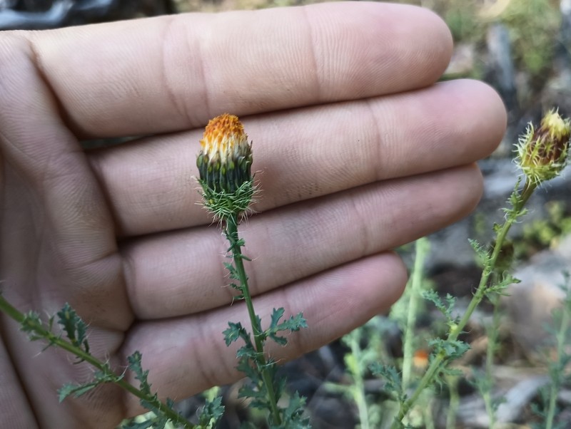 Poreleaf Dogweed photo 5