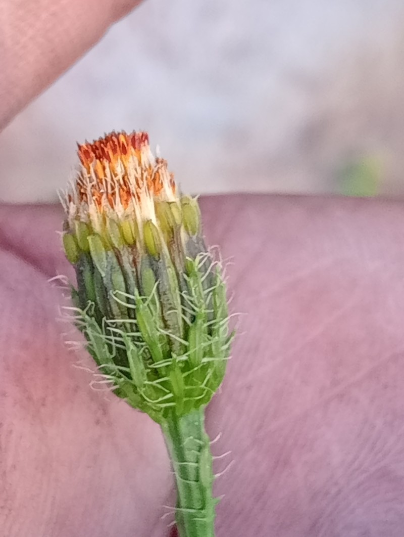 Poreleaf Dogweed photo 7