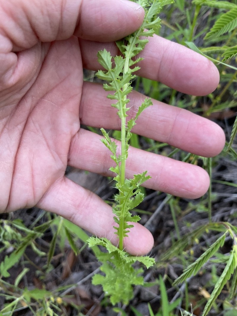 Poreleaf Dogweed photo 8