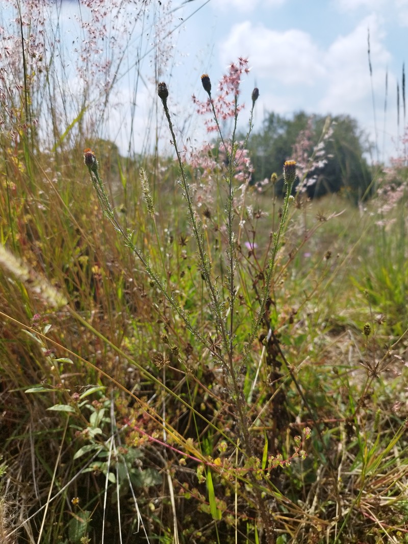 Adenophyllum porophyllum var. porophyllum