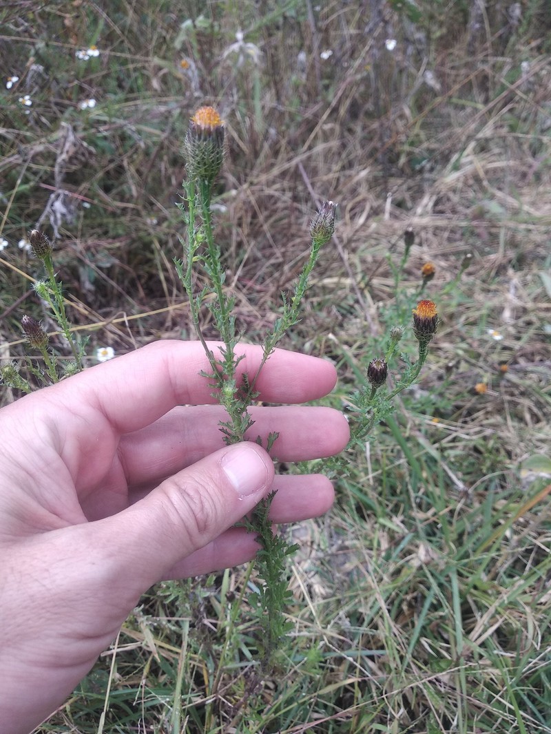 Adenophyllum porophyllum var. porophyllum photo 2