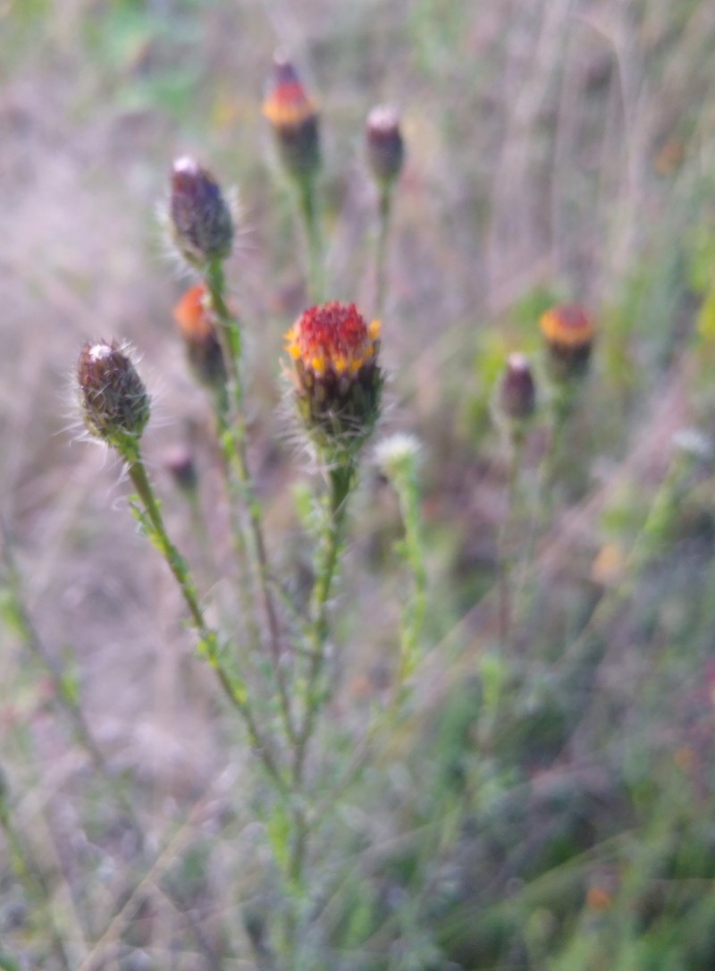 Adenophyllum porophyllum var. porophyllum photo 3