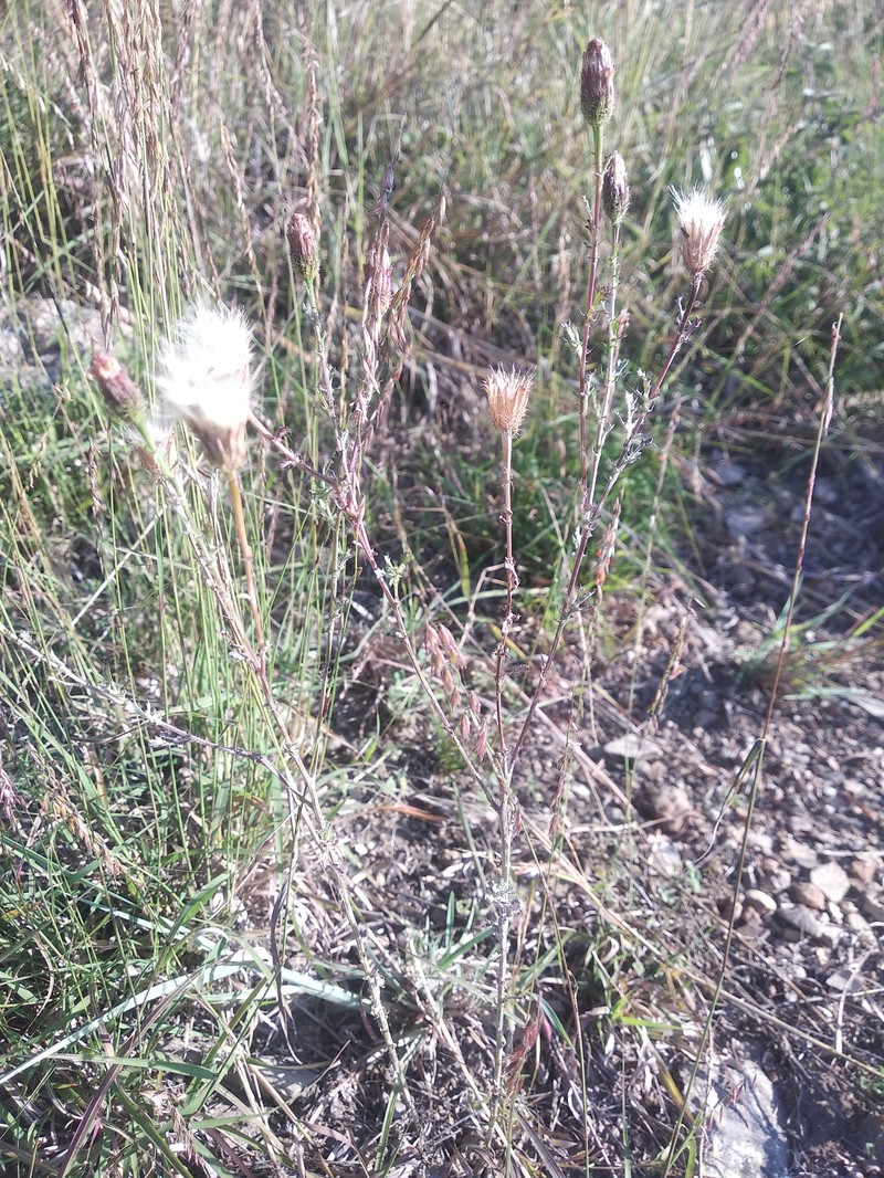 Adenophyllum porophyllum var. porophyllum photo 4