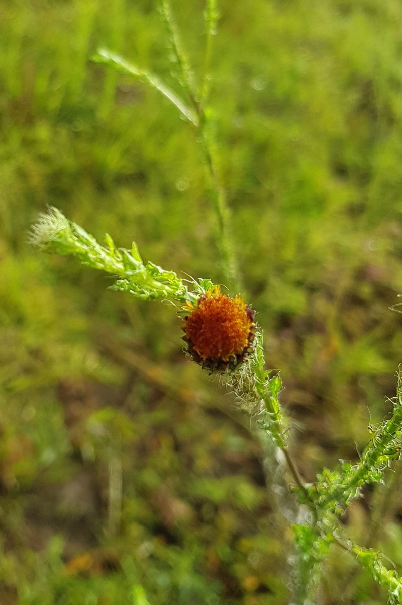 Adenophyllum porophyllum var. porophyllum photo 5