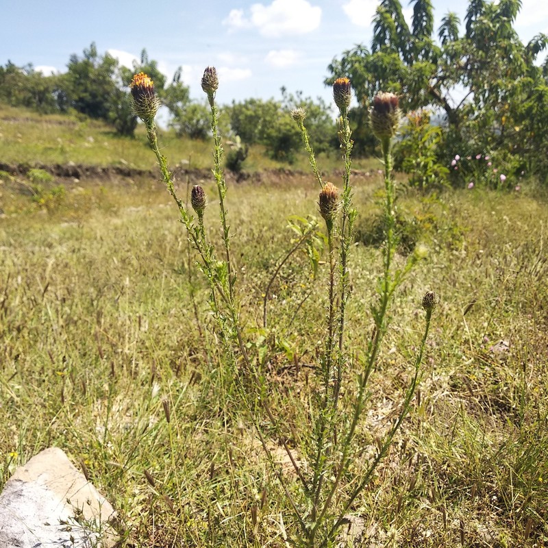 Adenophyllum porophyllum var. porophyllum photo 6