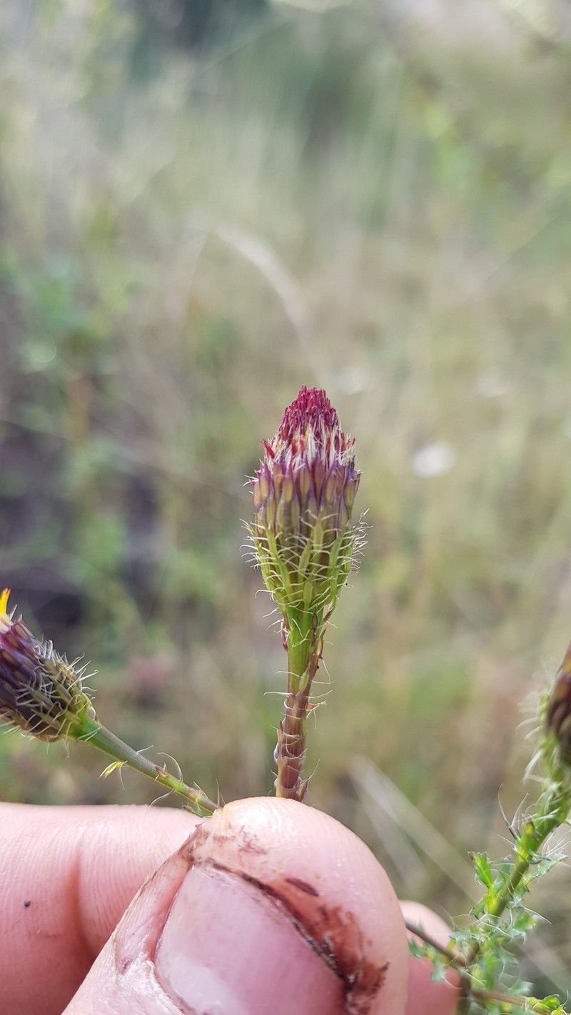 Adenophyllum porophyllum var. porophyllum photo 7