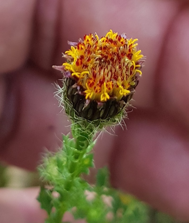 Adenophyllum porophyllum var. porophyllum photo 8