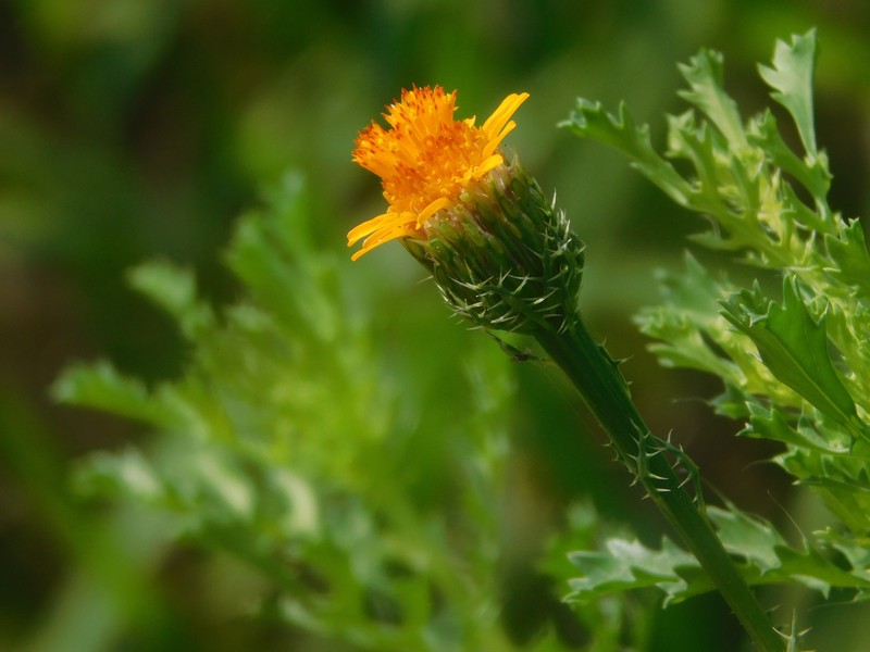 Adenophyllum porophyllum var. radiatum photo 2