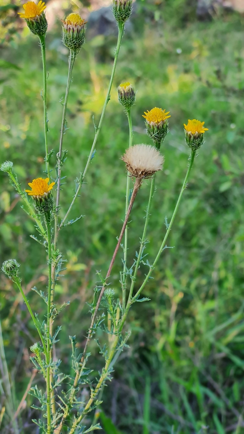 Adenophyllum porophyllum var. radiatum photo 3