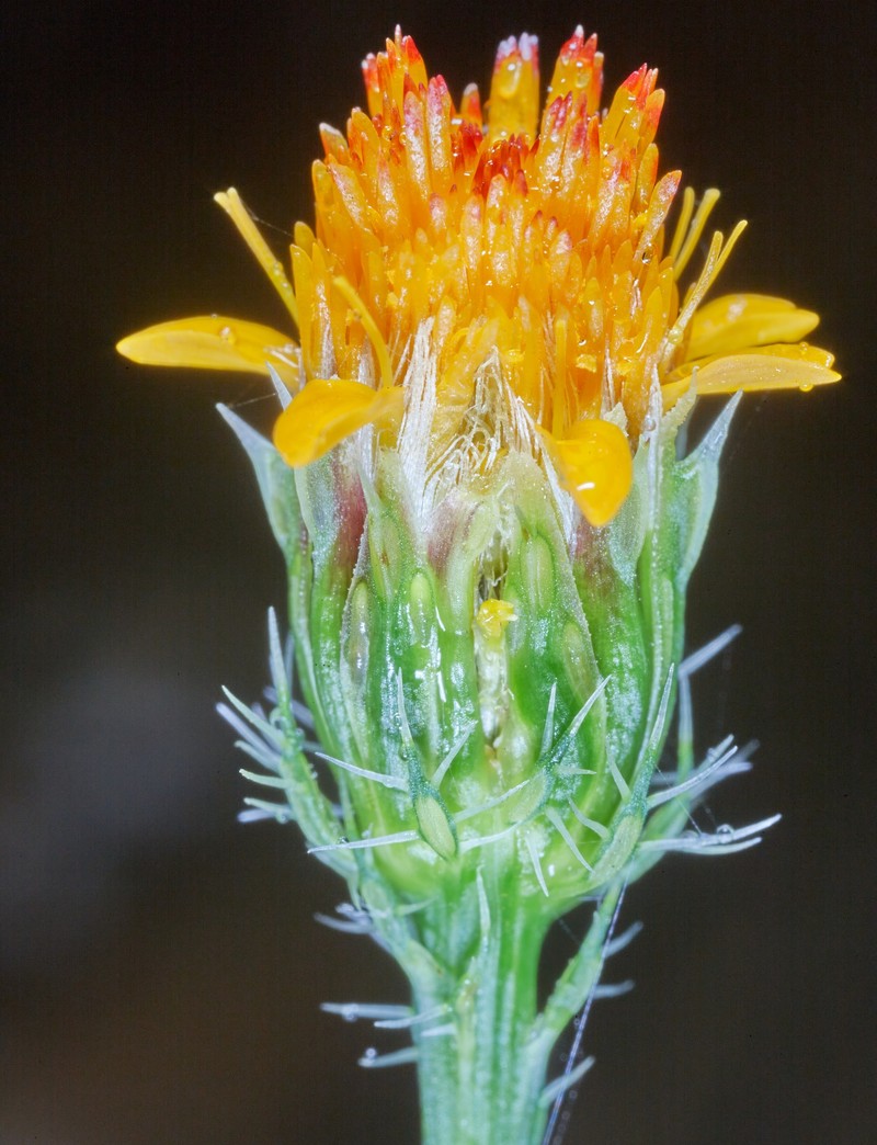 Adenophyllum porophyllum var. radiatum photo 4