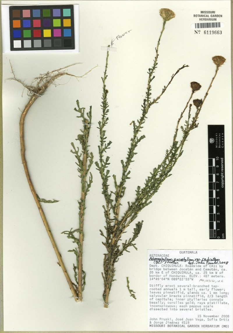 Adenophyllum porophyllum var. radiatum photo 5