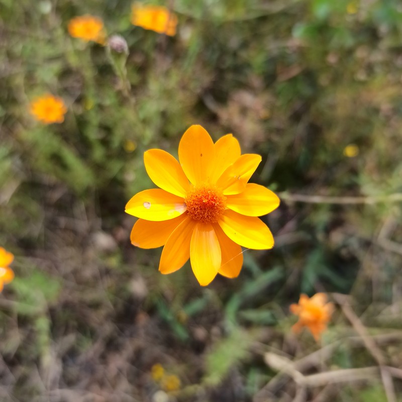 Adenophyllum porophyllum var. radiatum