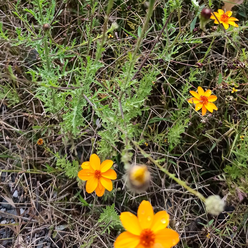 Adenophyllum porophyllum var. radiatum photo 6