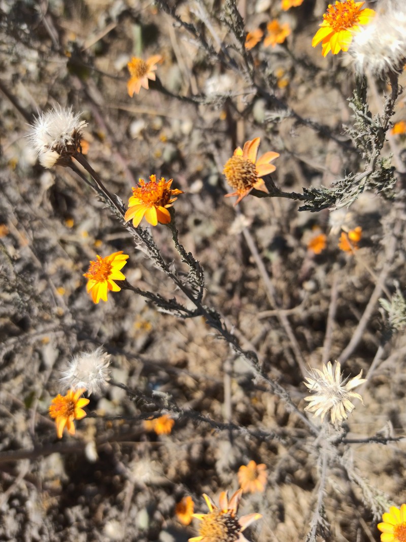 Adenophyllum porophyllum var. radiatum photo 7