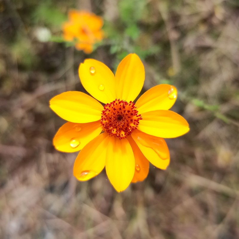 Adenophyllum porophyllum var. radiatum photo 8