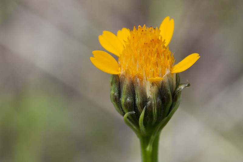 Adenophyllum pulcherrimum