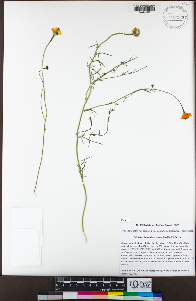 Adenophyllum pulcherrimum photo 2