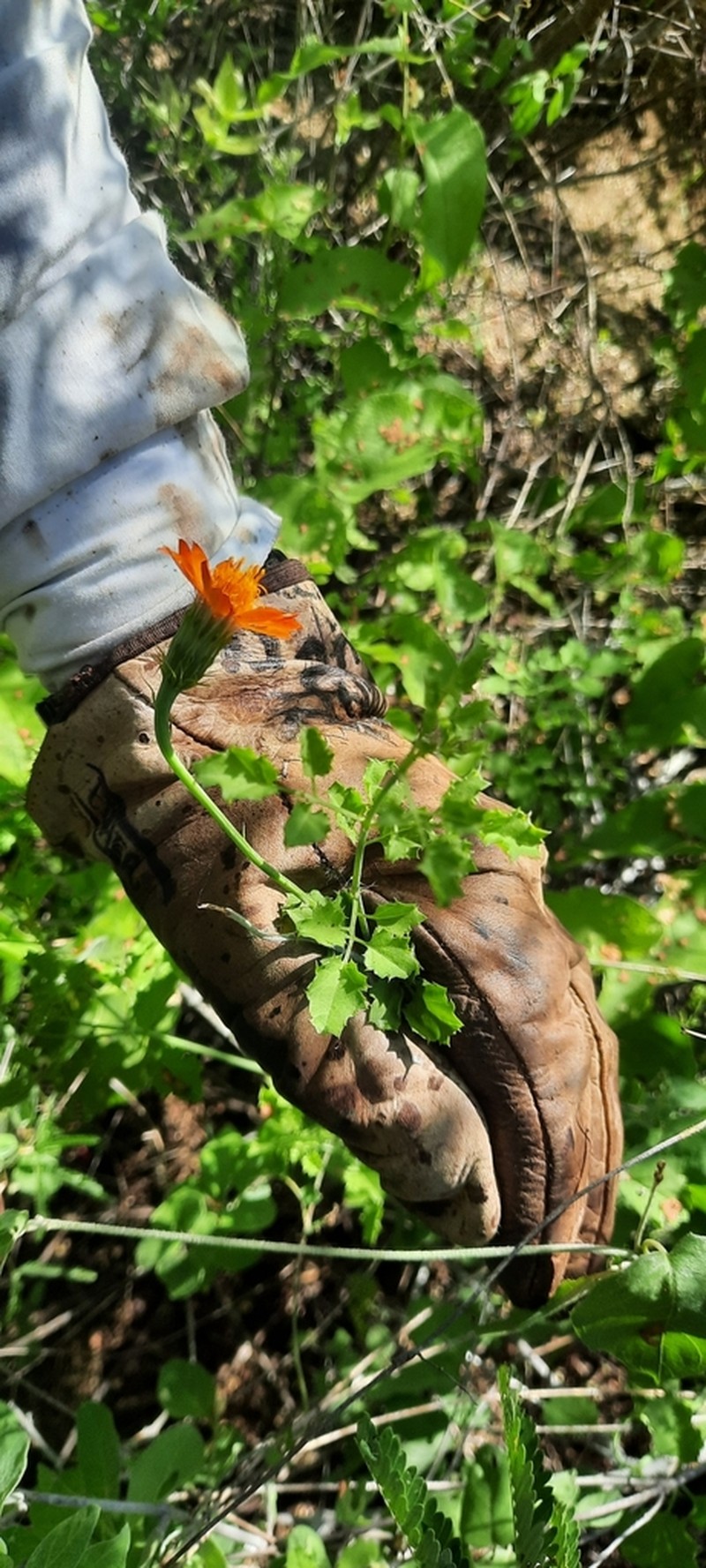 Adenophyllum speciosum