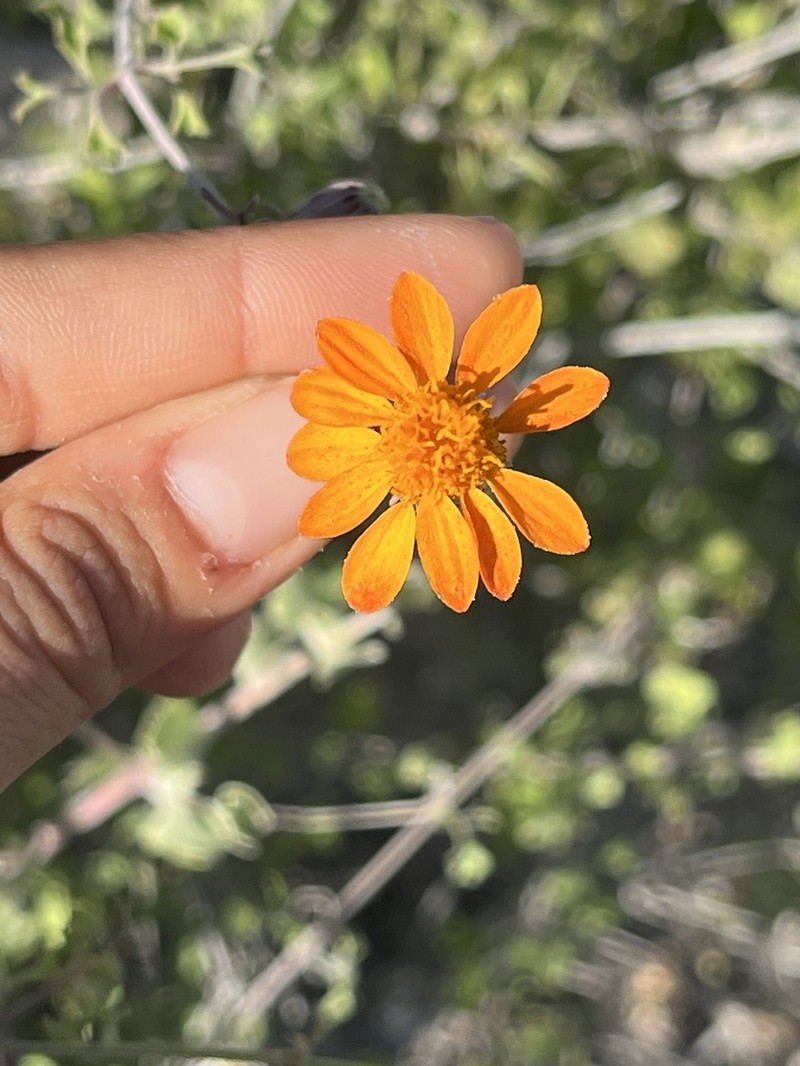 Adenophyllum speciosum photo 2